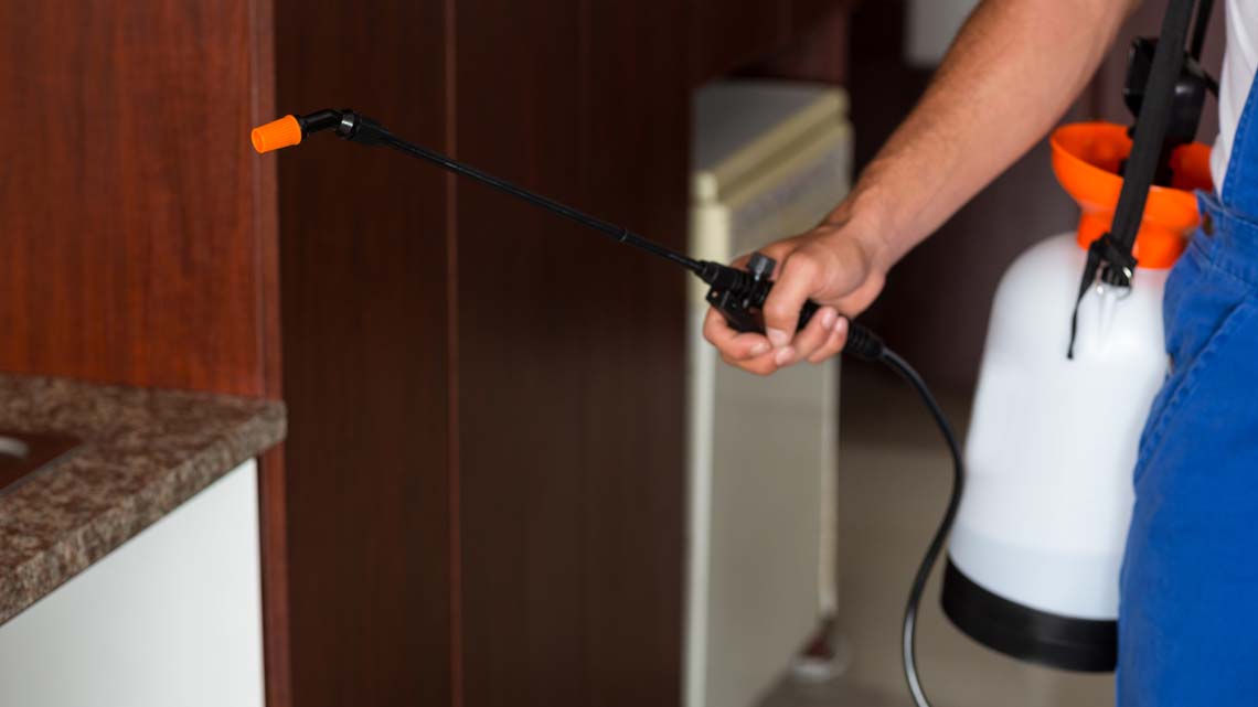 ابادة القراد نهائيًا بضمان 5 سنوات