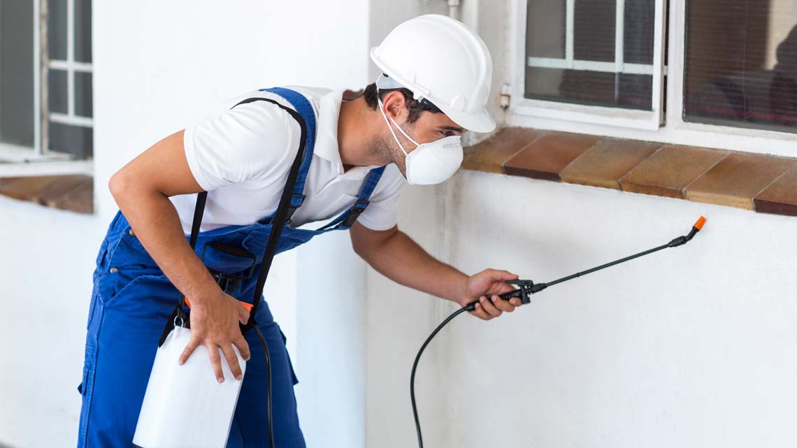 ابادة الذباب نهائيا دون مغادرتك المنزل